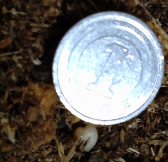 オオクワガタ野外確保-2世代目の幼虫 孵化直後 一円玉と大きさ比較（A-12）_2023年4月9日